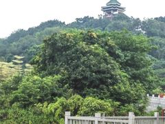 -王借岗森林公园
