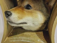 -柴务处·柴犬主题狗咖