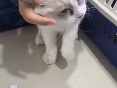 -佳怡动物医院·平价24小时·猫专科骨外科