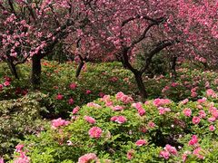 -洛阳市隋唐城遗址植物园