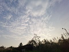 -桤木河湿地公园