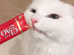 -飞行喵MR PILOT|猫舍·猫咖(静安大融城店)
