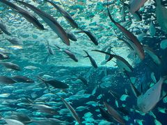 -上海海洋水族馆