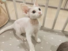 -十年猫舍·猫咪专门店(普陀店)