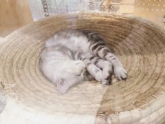 -藏猫猫咖啡主题馆(中央大道店)