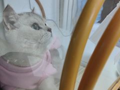 -宠颐生中康贝怡动物医院