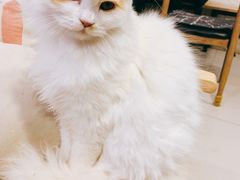 -平行世界·猫咖(首经贸店)