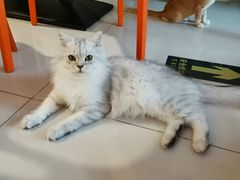 -平行世界·猫咖(首经贸店)