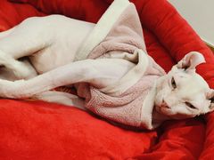 -有猫主题·治愈系猫咖(曾厝垵店)