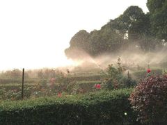 -紫马岭公园