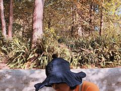 -铁山坪森林公园