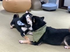 -逗柴咖啡屋·狗咖猫咖宠物桌游