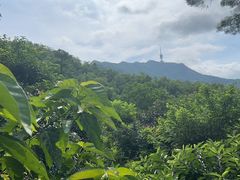 -深圳仙湖植物园
