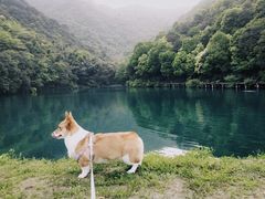 -龙坞茶村