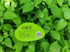 -云溪植物园