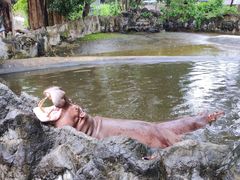 -清迈夜间动物园