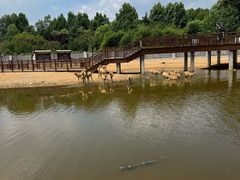 -日照海滨国家森林公园