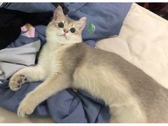 -东方名猫馆·英短金渐层布偶猫舍(环线广场1号楼店)