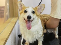 -佐罗家宠物馆·猫文化馆(紫霞路店)