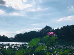 -新江湾城公园