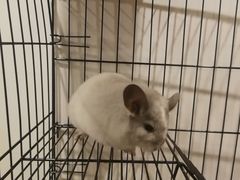 -平行世界·猫咖(首经贸店)