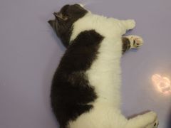 -1013 PET SHOP 宠物商店(近铁城市广场店)