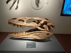 -自贡恐龙博物馆