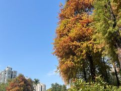 -晓港公园