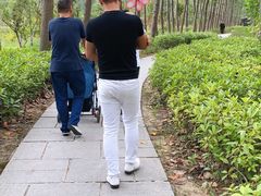 -合肥滨湖国家森林公园