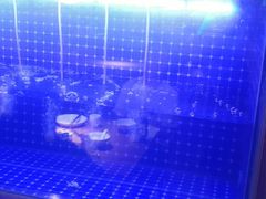 -蜀香三绝·牛蛙·烤鱼·天府炒鸡(安丘泰华店)