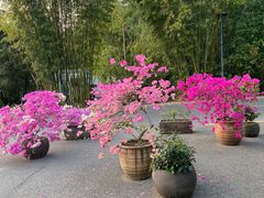 -深圳仙湖植物园