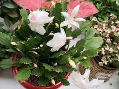 -保定市花鸟鱼虫市场