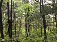 -五营红松林海景区