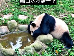 -都江堰中华大熊猫苑