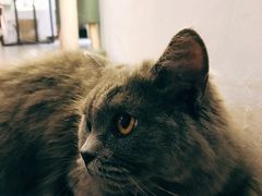 -有猫主题·治愈系猫咖(曾厝垵店)
