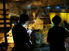 -清迈夜间动物园