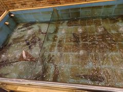 -醉美东江·三文鱼·烧鸡公