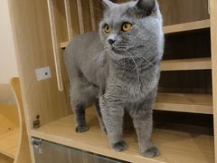 -猫域·湾主题猫咖·宠物吧(南坪城市广场店)
