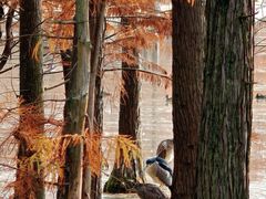 -白鹭湾湿地公园