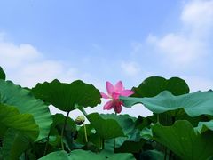 -莲池书院博物馆