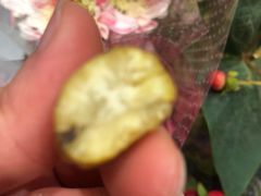 -阿男野栗王(金门路店)