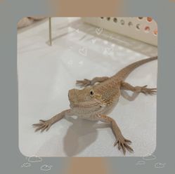 -Moni星球萌宠·小马宝莉·灵蛇·高端高阶全萌宠互动体验俱乐部(红豆国际广场店)