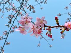 -顾村公园