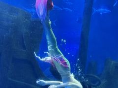 -江和美海洋公园