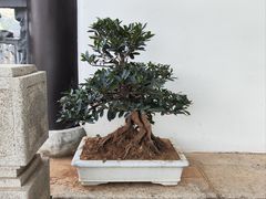 -古琴台
