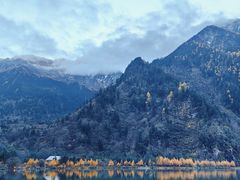 -金鼎雪山牦牛杂火锅(理县总店)