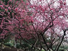 -白塘生态植物园