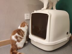 -飞行喵MR PILOT|猫舍·猫咖(静安大融城店)