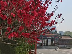 -莲花池公园