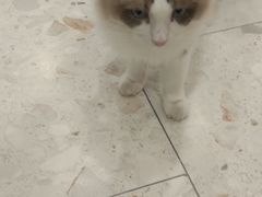 -飞行喵MR PILOT|猫舍·猫咖(静安大融城店)